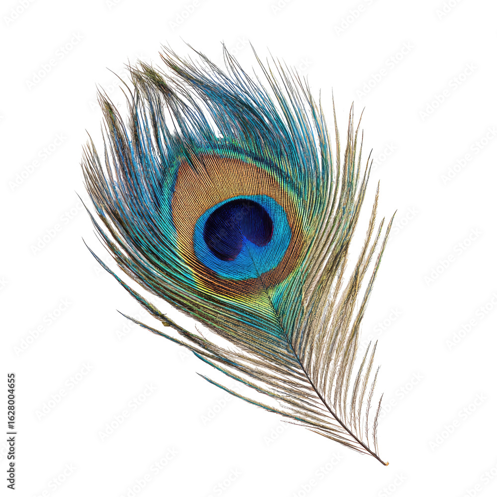 Obraz premium Close-up of a vibrant peacock feather