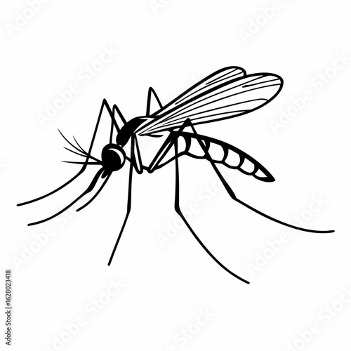 Closeup macro of a mosquito with wings sucking blood, isolated on a white background