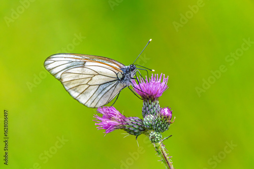 Schilderij op canvas Black-veined White Butterfly on Purple Thistle Close-up