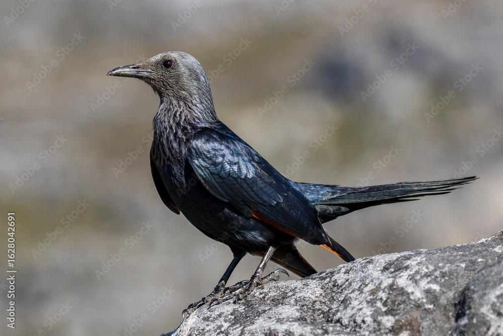 Fototapeta premium Red-winged Starling photographed on Table mountain Cape Town South Africa