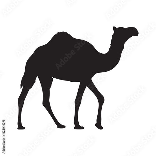 A solitary dromedary camel walking across a white background in a stark black silhouette