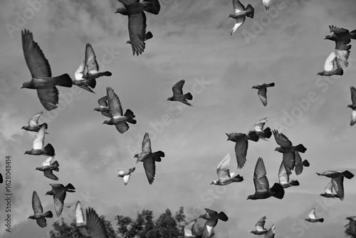 Photos Urban pigeons in flight