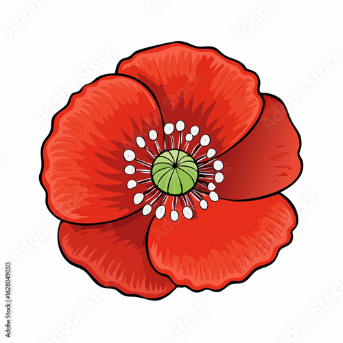 Vibrant red poppy blossom illustration with detailed petals and central green pistil