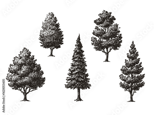 Pine and deciduous trees woodcut style black vector illustration