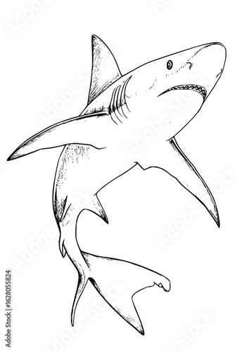 Black and white drawing of a shark