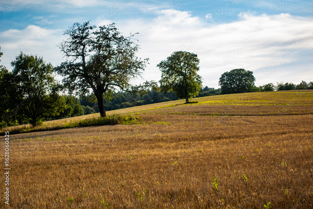Fototapeta premium Baumgrundstück im Sommer