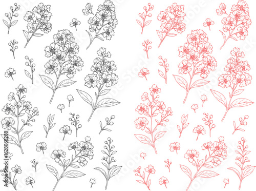 Hand-Drawn Crape Myrtle Line Art – Vintage Botanical Flower Illustration Vector of Lagerstroemia Indica