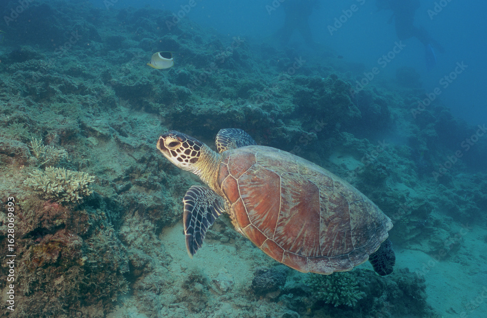 Obraz premium Tortue verte