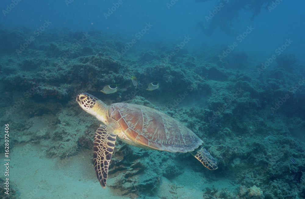 Fototapeta premium Tortue verte