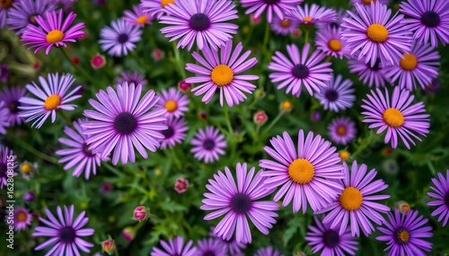Overhead shot of purple daisies blooming in a garden, tilted perspective, flora, daisy