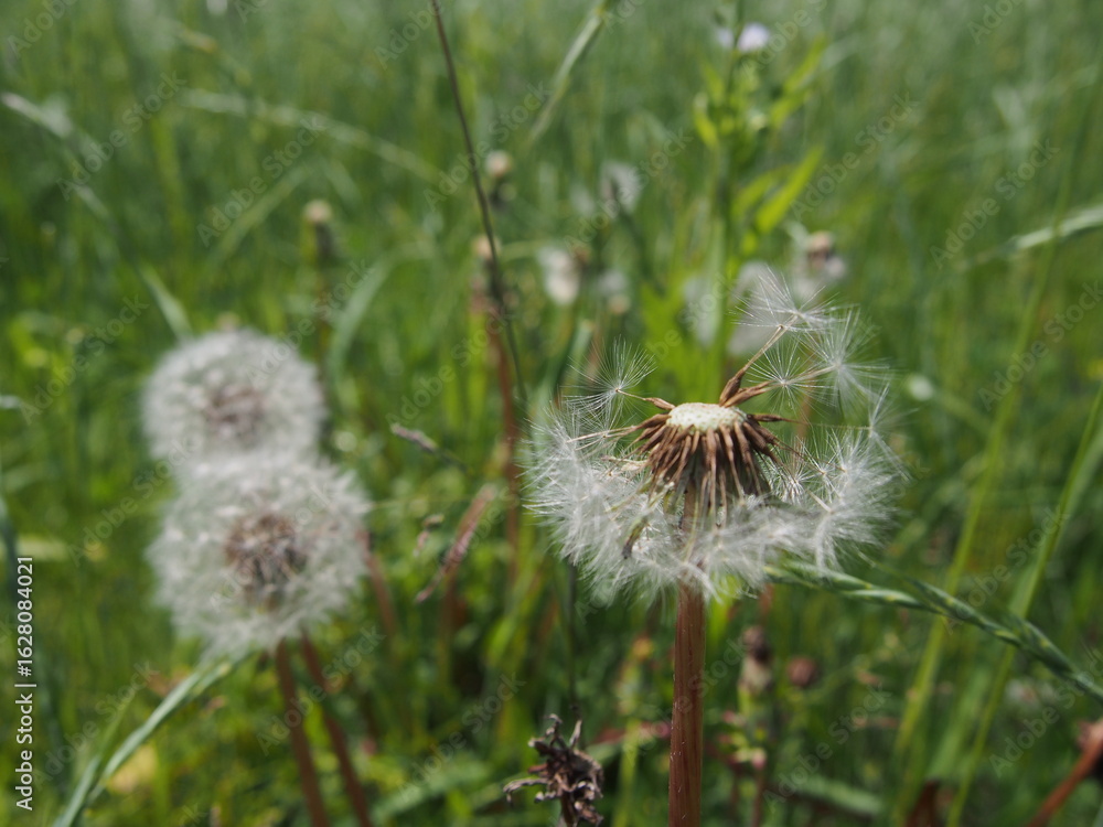 Fototapeta premium 風に舞うタンポポの綿毛