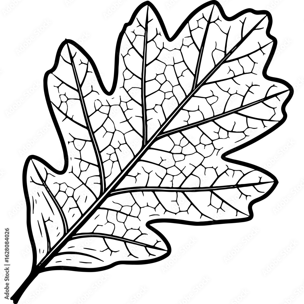 Obraz premium Detailed black and white oak leaf line art illustration, featuring intricate veins. Perfect for nature, autumn, and botanical designs.