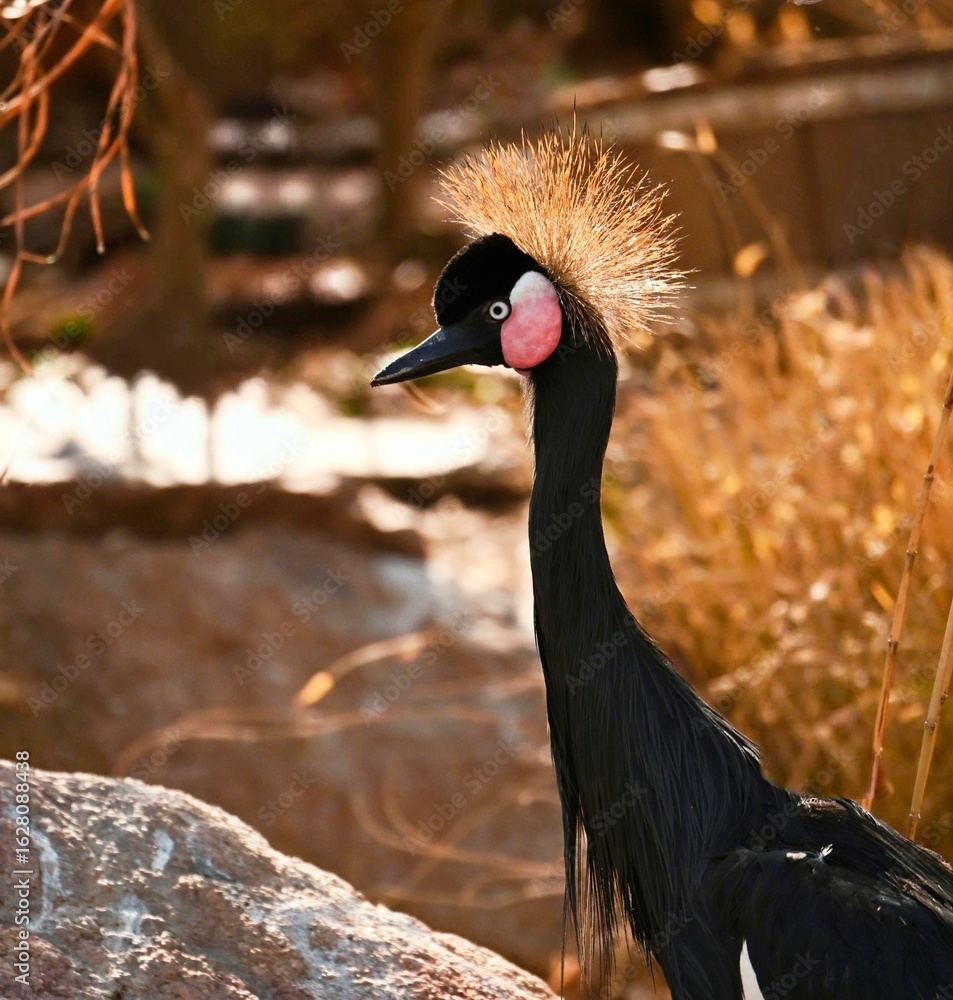 Fototapeta premium crowned crane balearica regulorum