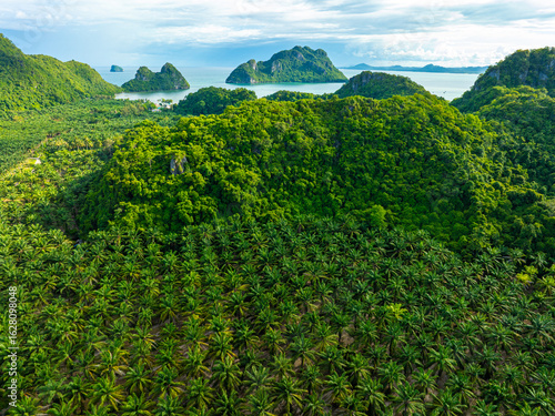 Fotografía Green palm plantation field on island tropical forest aerial view