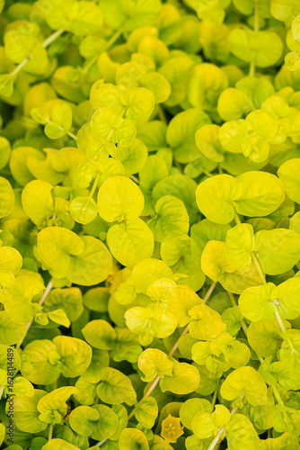 Tableau sur toile This plant is called Creeping Jenny (Lysimachia nummularia)