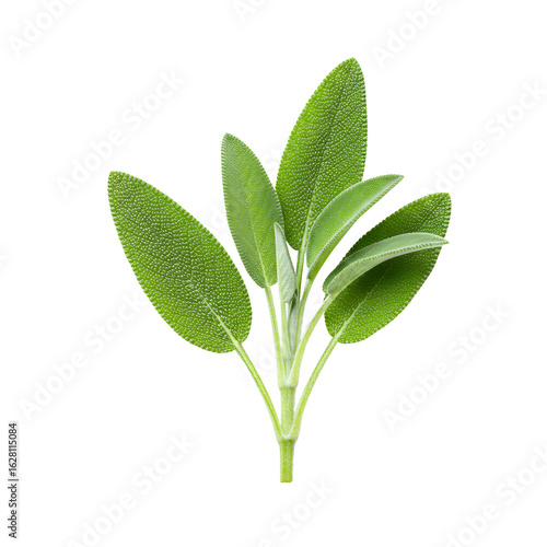 Green sage herb leaves twig isolated on white or transparent png background