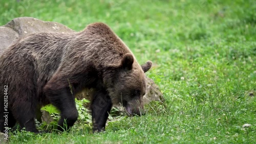 A detailed view of a brown bear in a meadow. A brown bear in Romania is on the lookout for something to eat.