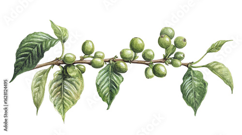Coffee plant with ripe and unripe berries on stem, hand-drawn watercolor, isolated on transparent background 