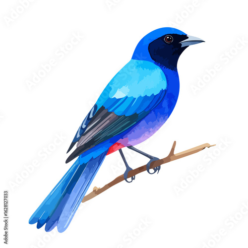 Vibrant blue bird with a black head and red undertail patch perched on a branch.