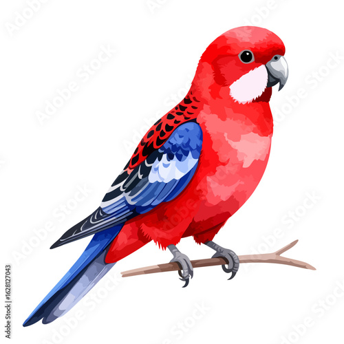 Crimson Rosella Bird Perched on Branch with Detailed Plumage Illustration