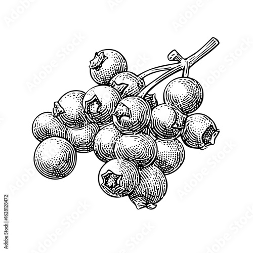 Vintage illustration of a cluster of black peppercorns  