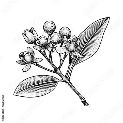 Clove spice buds with leaves in detailed botanical illustration style  