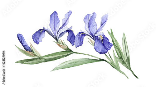 Fototapeta Naklejka Na Ścianę i Meble -  Watercolor botanical illustration for cards, spring branding, and wedding designs isolated on transparent background 