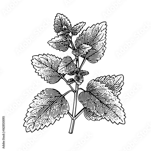 Vintage botanical illustration of lemon balm plant with serrated leaves  