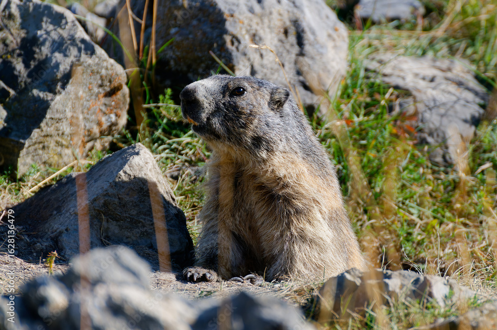 Fototapeta premium Marmotte - Alpes du Sud - France