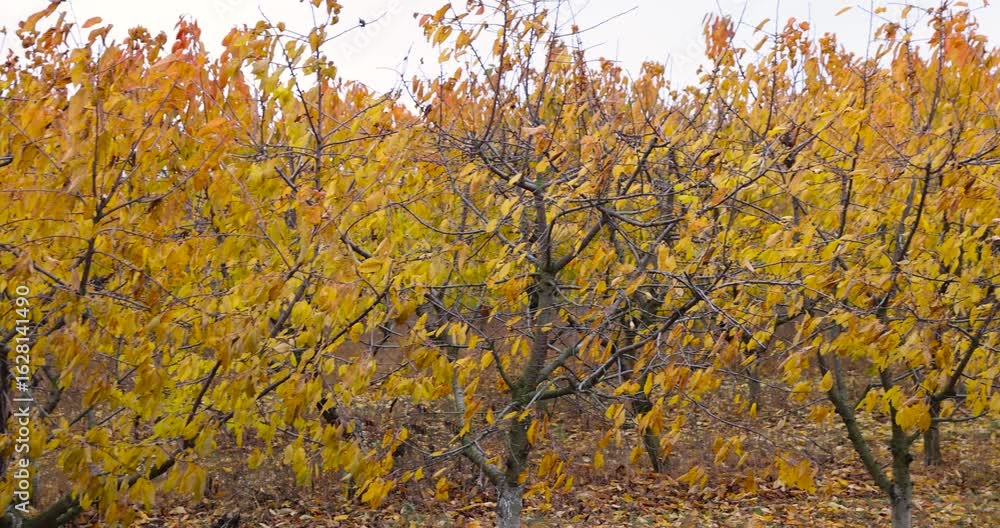 cherry trees growing in rows in cloudy weather before the fall of leaves in the autumn season cherry trees growing in rows in cloudy weather before the fall of leaves in the autumn season