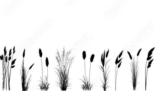 Silhouette of cattails and reeds. Wild grass on the river bank. Swamp coastal plants.