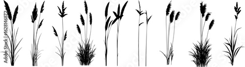 Silhouette of cattails and reeds. Wild grass on the river bank. Swamp coastal plants.