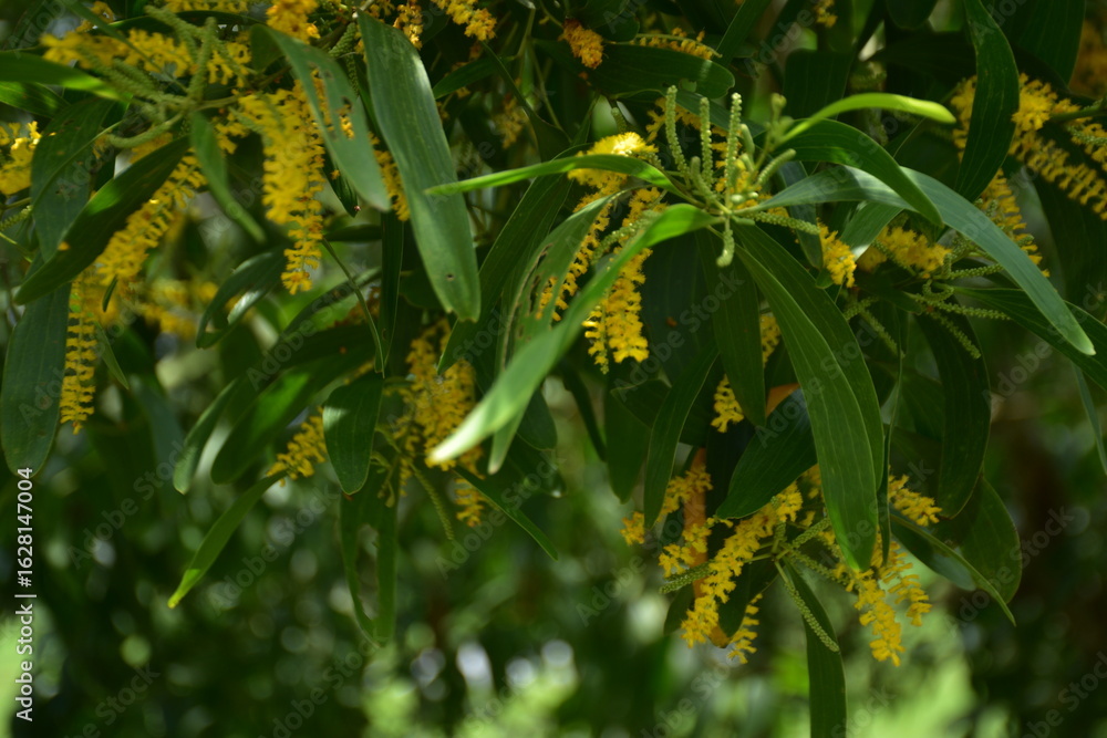 Fototapeta premium A close-up of the bright yellow, rod-like flowers of the Black Wattle tree (Acacia auriculiformis) blooming among green leaves.