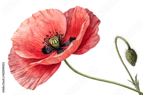 Ai generated image of a delicate pink poppy flower with a bud, isolated on transparent background, showcasing its intricate petals and center, a beautiful representation of natures floral artistry