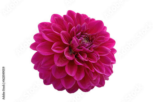 Close-up of a vibrant magenta dahlia