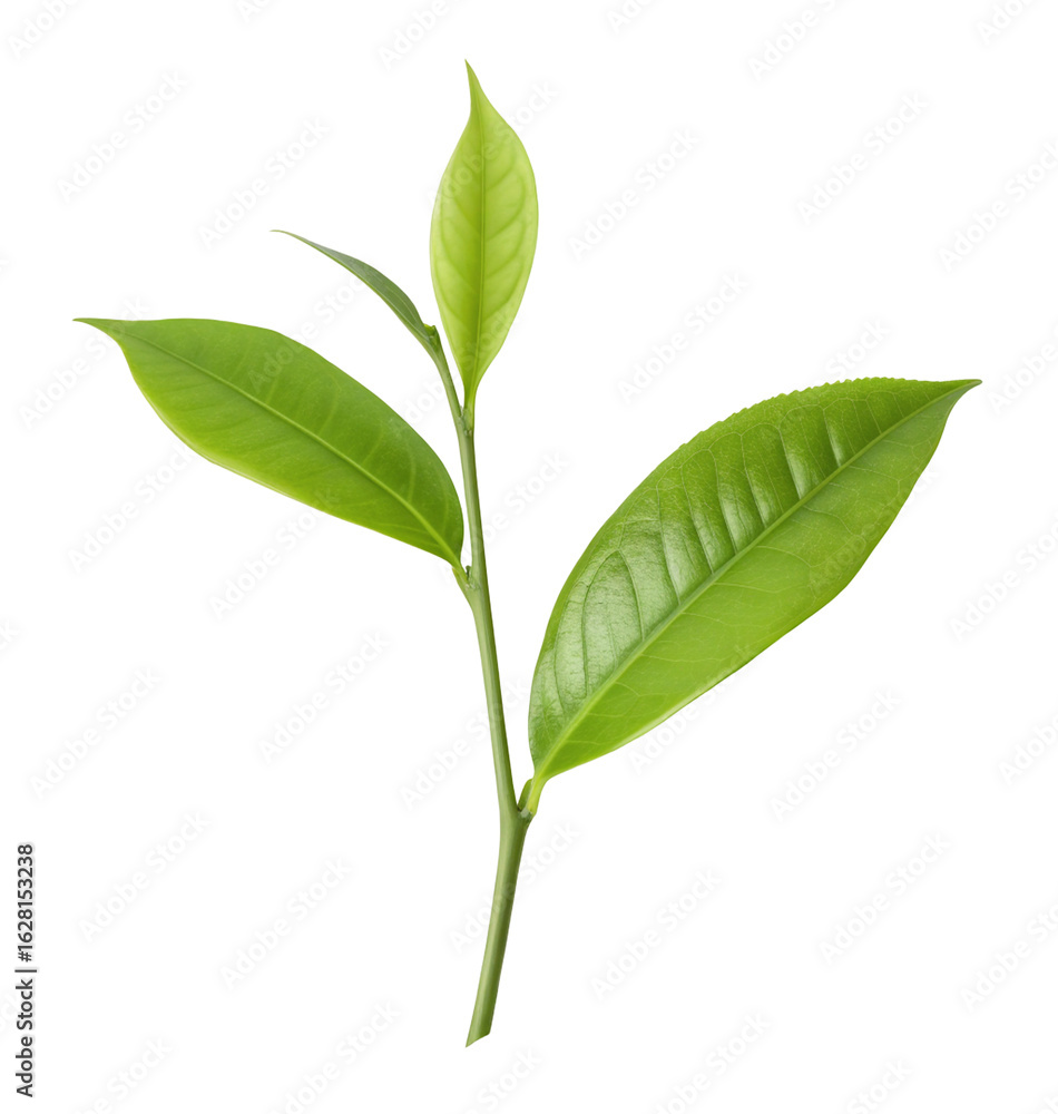 Obraz premium Fresh green plant leaf sprout isolated on transparent background for eco-friendly design use