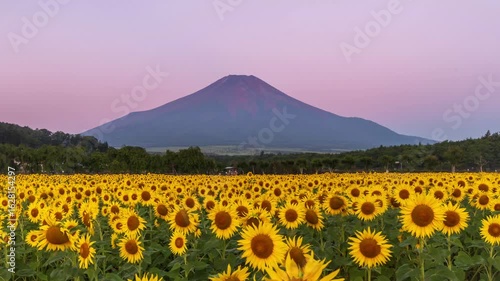 山中湖村花の都公園ひまわり畑から夜明けの赤富士Timelapse