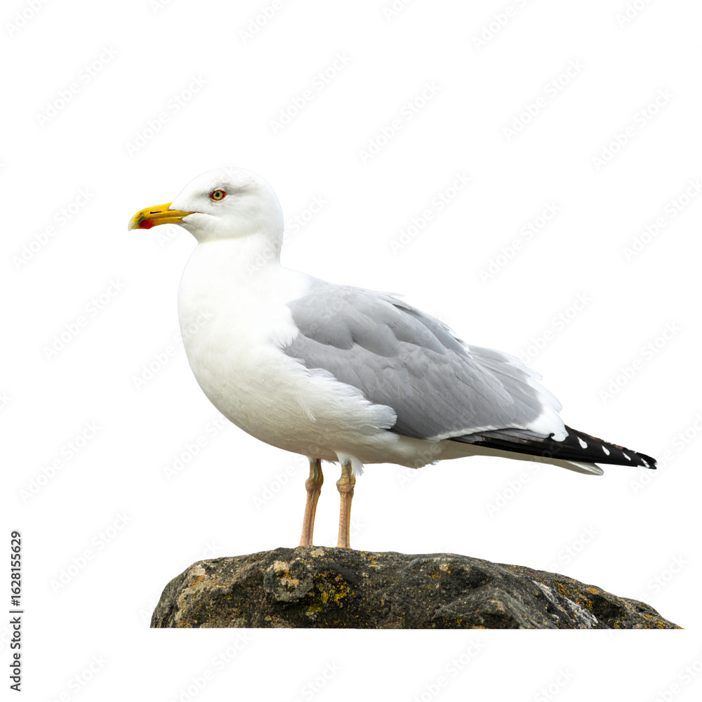 seagull on a white background seagull on a white background