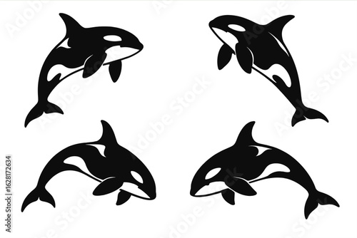 Dynamic killer whale silhouettes jumping and diving, black orca vector set of four isolated on white, marine wildlife icons for ocean-themed artwork, logo design, education, conservation concepts