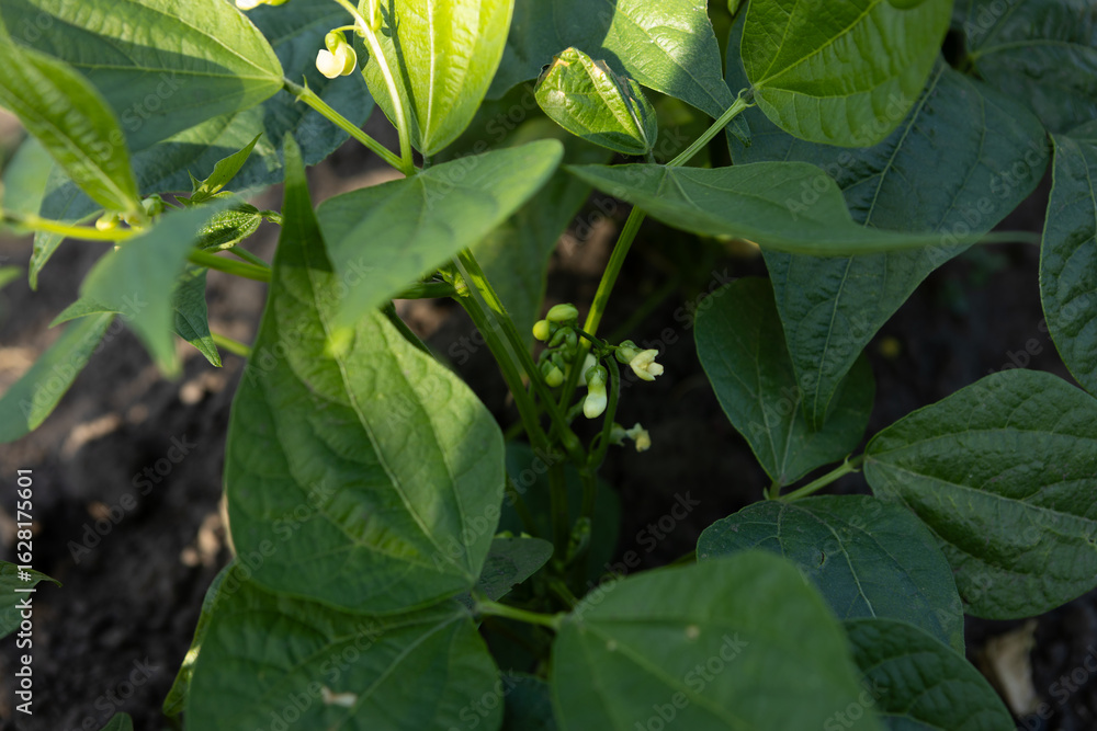 Obraz premium Close up of flowers green beans plant on ground agriculture garden