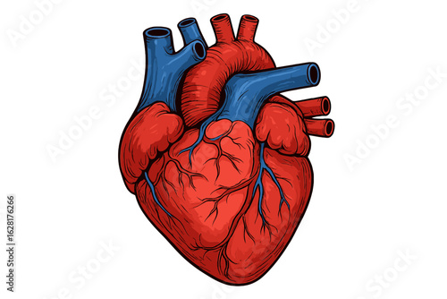 Detailed anatomical human heart vector illustration for medical education cardiology healthcare design realistic circulatory system cardiovascular anatomy