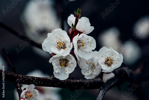 blooming cherry tree