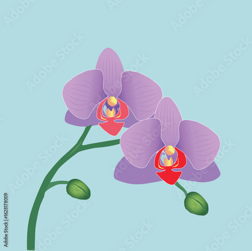 Vector Illustration of Purple Phalaenopsis Orchid Flowers on Blue Background