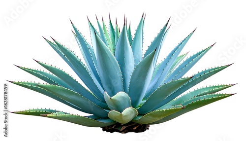 Vibrant blue agave plant displaying its sharp, geometrically arranged leaves with isolated