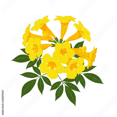 Yellow Elder (Tecoma stans),