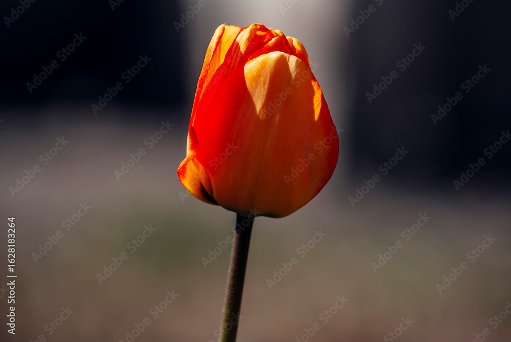 Obraz premium red tulip on black