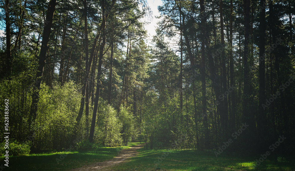 Obraz premium Forest path winding through green trees. Sunlit park landscape. Outdoor escape and natural scenery for relaxation. Vintage film aesthetic.