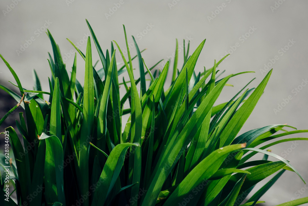 Obraz premium green grass in the morning