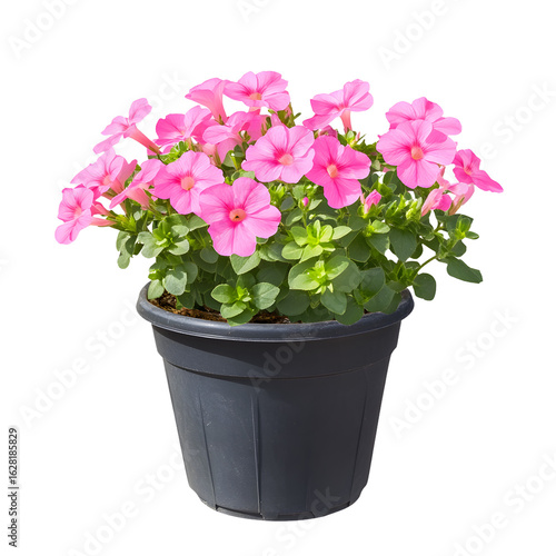 Wallpaper Mural Vibrant Pink Blooming Flowers in Pot - Floral Garden Beauty Torontodigital.ca