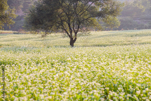 Wallpaper Mural 하얗게 개화된 메밀꽃밭의 풍경 Torontodigital.ca